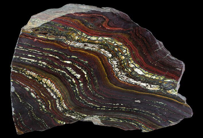 Polished Tiger Iron Stromatolite - ( Billion Years) #65245